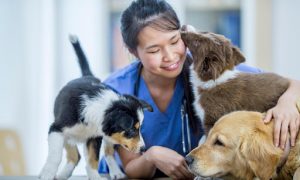 veterinarian office redesign